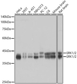 Invitrogen ERK1/2 Recombinant Rabbit Monoclonal Antibody (2Z8O1) 100 &mu;L | Buy Online | Invitrogen&trade; | Fisher Scientific