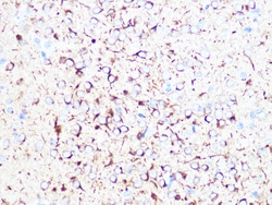 Invitrogen beta Tubulin 2 Recombinant Rabbit Monoclonal Antibody (1R3R9)