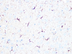 Invitrogen beta Tubulin 2 Recombinant Rabbit Monoclonal Antibody (1R3R9)