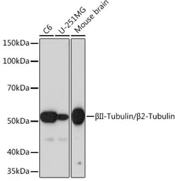 Invitrogen beta Tubulin 2 Recombinant Rabbit Monoclonal Antibody (1R3R9)