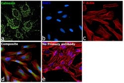 Invitrogen Calnexin Recombinant Rabbit Monoclonal Antibody (5S3U3) 100