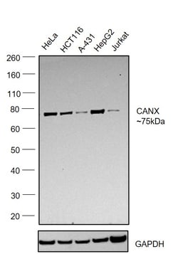 Invitrogen Calnexin Recombinant Rabbit Monoclonal Antibody (5S3U3) 100