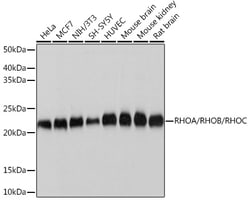Invitrogen RhoA/RhoB/RhoC Recombinant Rabbit Monoclonal Antibody (7X5I9)
