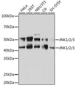 Invitrogen JNK1/JNK2/JNK3 Recombinant Rabbit Monoclonal Antibody (0J5D8)