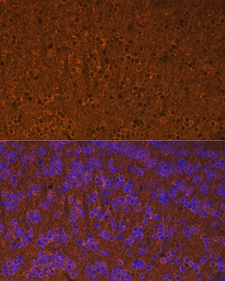 Calmodulin Recombinant Rabbit Monoclonal Antibody (10W3Y7) 100 &mu;L:Antibodies,