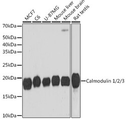Calmodulin Recombinant Rabbit Monoclonal Antibody (10W3Y7) 100 &mu;L:Antibodies,