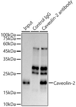 Caveolin 2 Recombinant Rabbit Monoclonal Antibody (8I4U7) 100 &mu;L | Buy Online | Thermo Scientific | Fisher Scientific