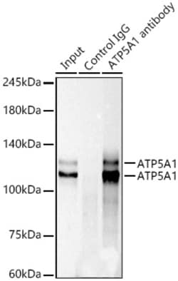 Invitrogen KIF23 Recombinant Rabbit Monoclonal Antibody (9V4Y8) 100 &mu;L;