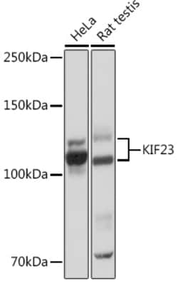 Invitrogen KIF23 Recombinant Rabbit Monoclonal Antibody (9V4Y8) 100 &mu;L;