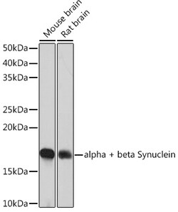 Invitrogen Synuclein alpha/beta Recombinant Rabbit Monoclonal Antibody