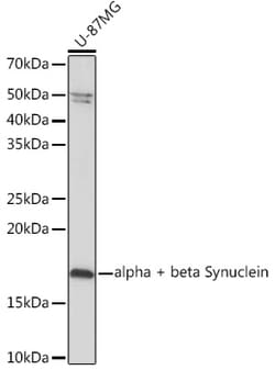 Invitrogen Synuclein alpha/beta Recombinant Rabbit Monoclonal Antibody