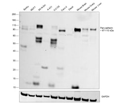 Invitrogen Pan-cadherin Recombinant Rabbit Monoclonal Antibody (6N5P8)
