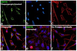 Invitrogen GRP78 Recombinant Rabbit Monoclonal Antibody (8J5M2) 100 &mu;L;