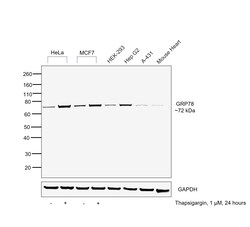 Invitrogen GRP78 Recombinant Rabbit Monoclonal Antibody (8J5M2) 100 &mu;L;