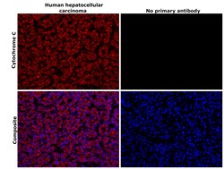 Invitrogen Cytochrome C Recombinant Rabbit Monoclonal Antibody (6R10F3) 100 &mu;L | Buy Online | Invitrogen&trade; | Fisher Scientific