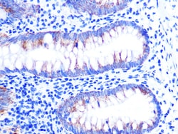 Invitrogen Cytochrome C Recombinant Rabbit Monoclonal Antibody (6R10F3)