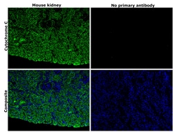Invitrogen Cytochrome C Recombinant Rabbit Monoclonal Antibody (6R10F3) 100 &mu;L | Buy Online | Invitrogen&trade; | Fisher Scientific