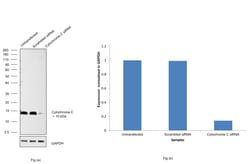 Invitrogen Cytochrome C Recombinant Rabbit Monoclonal Antibody (6R10F3) 100 &mu;L | Buy Online | Invitrogen&trade; | Fisher Scientific