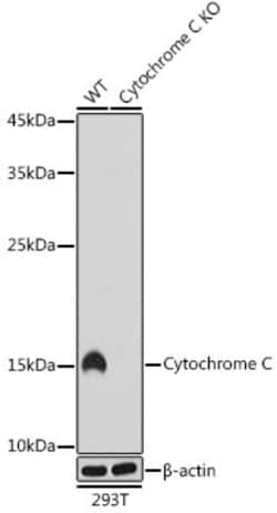 Invitrogen Cytochrome C Recombinant Rabbit Monoclonal Antibody (6R10F3)