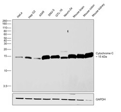 Invitrogen Cytochrome C Recombinant Rabbit Monoclonal Antibody (6R10F3) 100 &mu;L | Buy Online | Invitrogen&trade; | Fisher Scientific