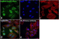 Invitrogen Clathrin Heavy Chain Recombinant Rabbit Monoclonal Antibody (9M2G2) 100 &mu;L | Buy Online | Invitrogen&trade; | Fisher Scientific