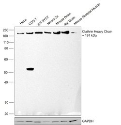 Invitrogen Clathrin Heavy Chain Recombinant Rabbit Monoclonal Antibody (9M2G2) 100 &mu;L | Buy Online | Invitrogen&trade; | Fisher Scientific