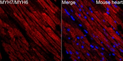 Invitrogen Myosin Heavy Chain Recombinant Rabbit Monoclonal Antibody (6V0G1)