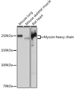 Invitrogen Myosin Heavy Chain Recombinant Rabbit Monoclonal Antibody (6V0G1)