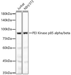 Invitrogen PI3K p85 alpha Recombinant Rabbit Monoclonal Antibody (3X3T8) 100 &mu;L | Buy Online | Invitrogen&trade; | Fisher Scientific