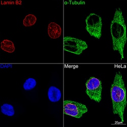 Invitrogen Lamin B2 Recombinant Rabbit Monoclonal Antibody (1S9M6) 100