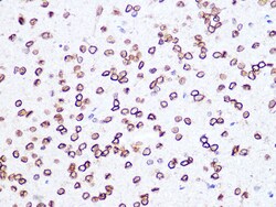 Invitrogen Lamin B2 Recombinant Rabbit Monoclonal Antibody (1S9M6) 100