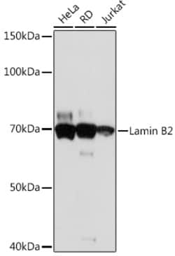 Invitrogen Lamin B2 Recombinant Rabbit Monoclonal Antibody (1S9M6) 100