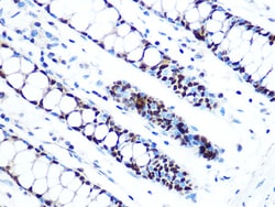 Invitrogen MCM5 Recombinant Rabbit Monoclonal Antibody (4P1Q5) 100 &mu;L:Antibodies,