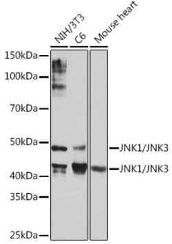 Invitrogen JNK1/JNK3 Recombinant Rabbit Monoclonal Antibody (8Q7S4) 100 &mu;L | Buy Online | Invitrogen&trade; | Fisher Scientific
