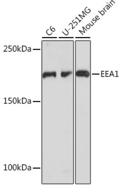 Invitrogen EEA1 Recombinant Rabbit Monoclonal Antibody (8S10A7) 100 &mu;L;