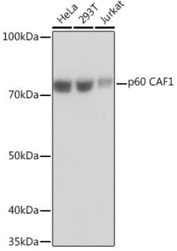 Invitrogen CAF1 p60 Recombinant Rabbit Monoclonal Antibody (7N0I2) 100