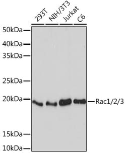 Invitrogen RAC1/RAC2/RAC3 Recombinant Rabbit Monoclonal Antibody (2J4S6)