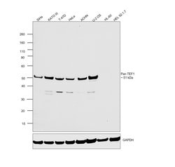 Pan TEF1 Recombinant Rabbit Monoclonal Antibody (ARC1158), Invitrogen 100