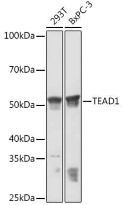 Pan TEF1 Recombinant Rabbit Monoclonal Antibody (ARC1158), Invitrogen 100