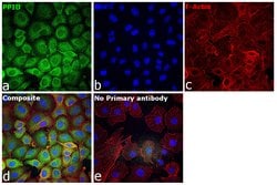 Invitrogen Cyclophilin 40 Recombinant Rabbit Monoclonal Antibody (4O7P5)