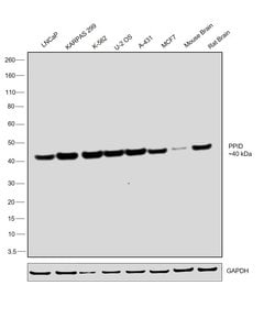 Invitrogen Cyclophilin 40 Recombinant Rabbit Monoclonal Antibody (4O7P5)
