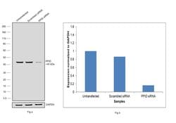 Invitrogen Cyclophilin 40 Recombinant Rabbit Monoclonal Antibody (4O7P5)