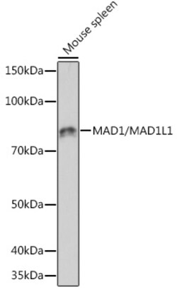 Invitrogen MAD1 Recombinant Rabbit Monoclonal Antibody (7O2C2) 100 &mu;L;