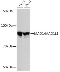 Invitrogen MAD1 Recombinant Rabbit Monoclonal Antibody (7O2C2) 100 &mu;L;