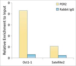 Invitrogen PER2 Recombinant Rabbit Monoclonal Antibody (2K9Y0) 100 &mu;L;
