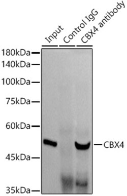 Invitrogen CBX4 Recombinant Rabbit Monoclonal Antibody (1R5G6) 100 &mu;L | Buy Online | Invitrogen&trade; | Fisher Scientific