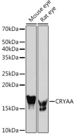 Invitrogen Alpha A Crystallin Recombinant Rabbit Monoclonal Antibody (1T1F5)