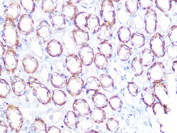 Invitrogen ATP1B1 Recombinant Rabbit Monoclonal Antibody (4M5T3) 100 &mu;L;