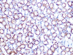 Invitrogen ATP1B1 Recombinant Rabbit Monoclonal Antibody (4M5T3) 100 &mu;L;