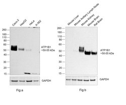 Invitrogen ATP1B1 Recombinant Rabbit Monoclonal Antibody (4M5T3) 100 &mu;L;